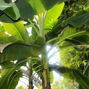 Banana plants
